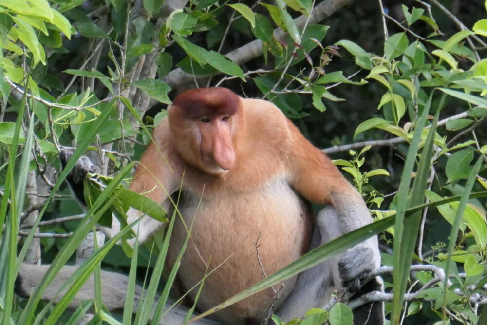 Monkeys in Borneo become an international teacher