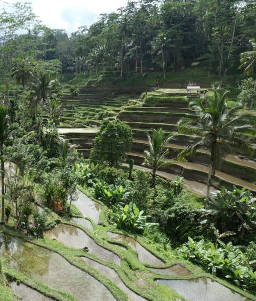 Rice terraces in Bali