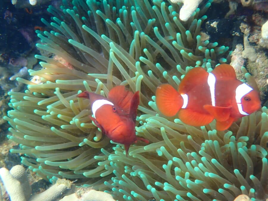snorkel Indonesia in Raja Ampat